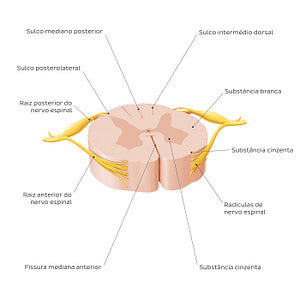 Spinal cord: Cross section (External morphology) (Portuguese)