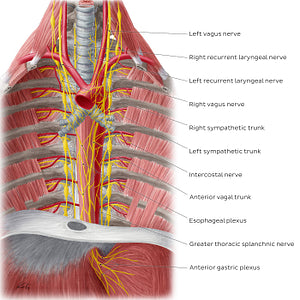 Nerves of the esophagus (English)