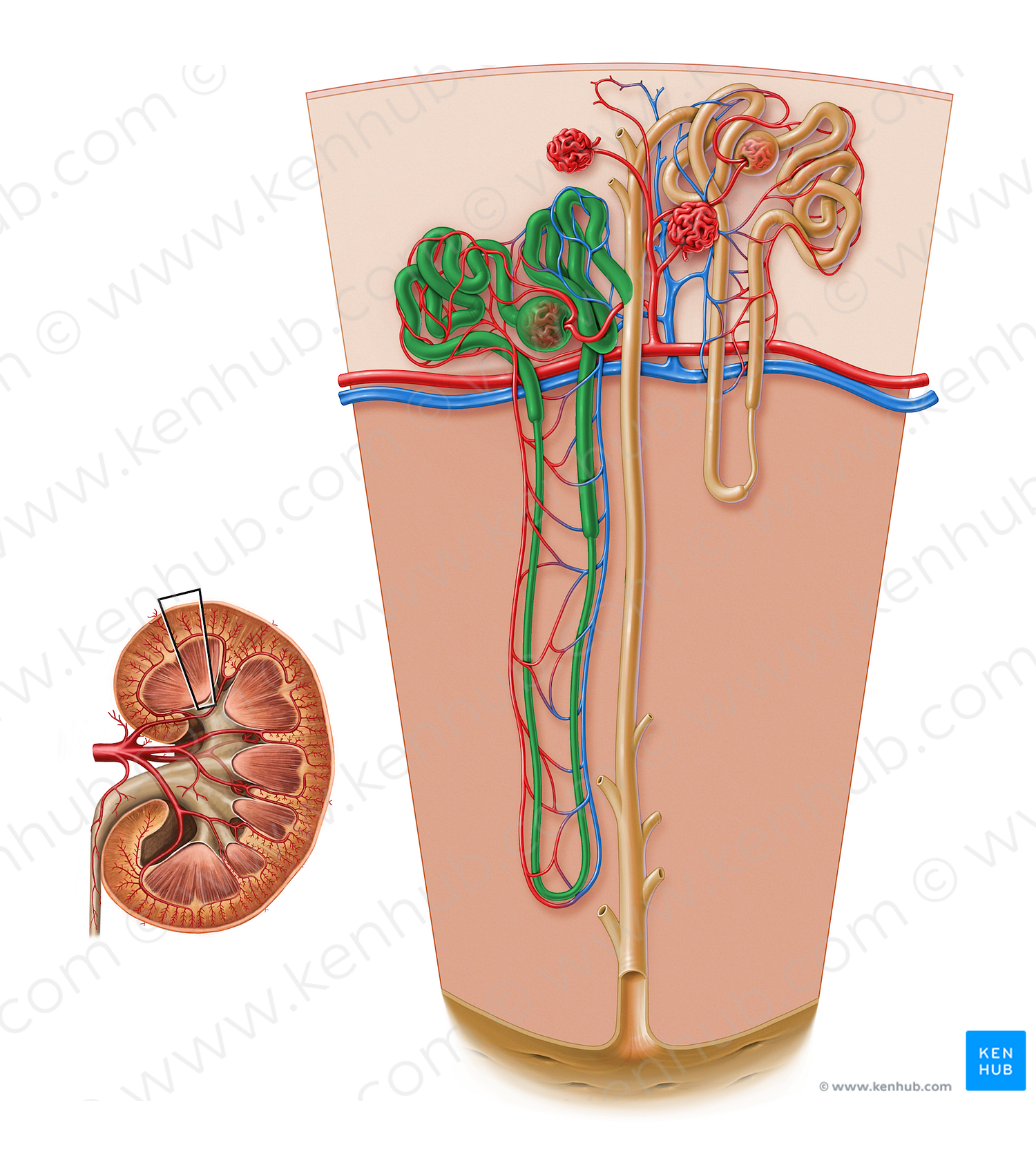 Juxtamedullary nephron (#17176)