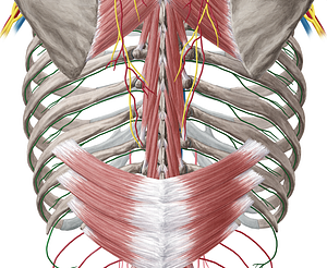 Posterior intercostal artery (#1153)