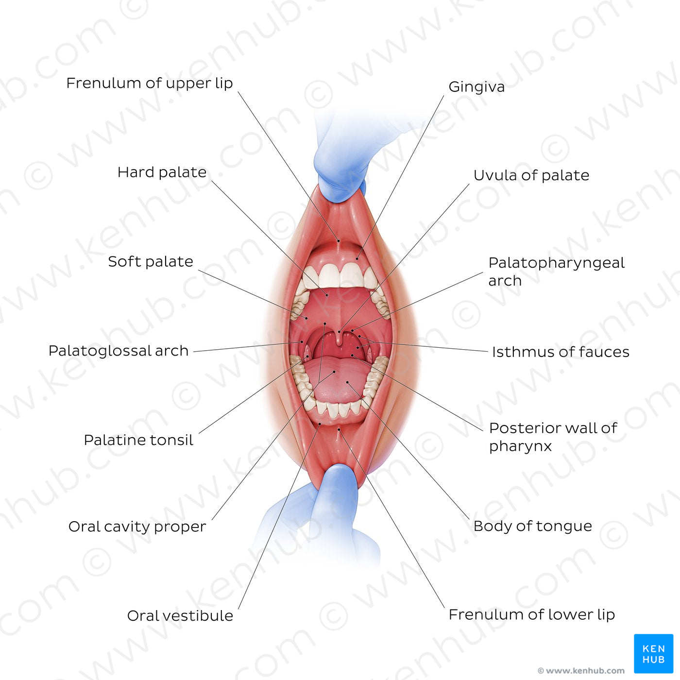 Overview of the oral cavity (English)