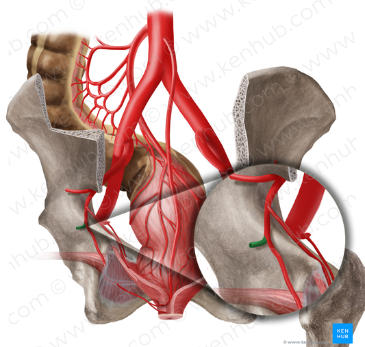 Inferior gluteal artery (#1313)