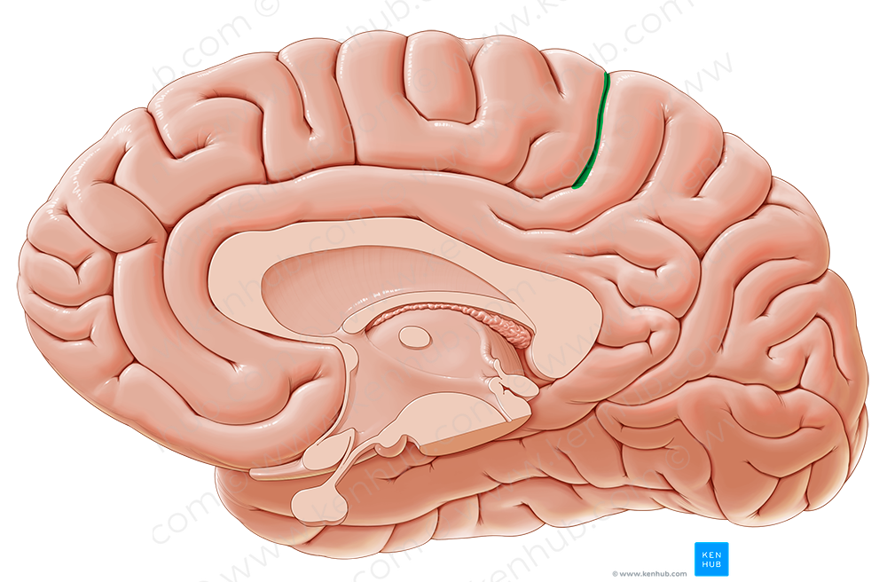 Marginal sulcus (#9276)