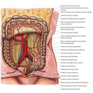 Arteries of the large intestine (Portuguese)