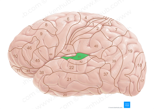 Brodmann area 41 (#18054)