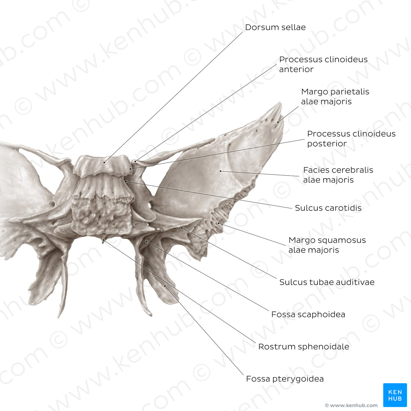 Sphenoid bone (posterior view) (Latin)
