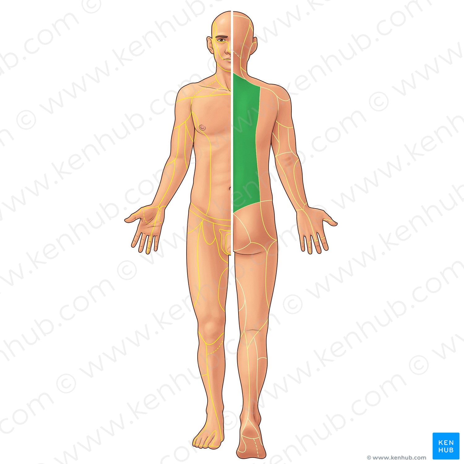 Posterior rami of spinal nerves T1-T12 (#21935)