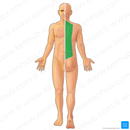 Posterior rami of spinal nerves T1-T12 (#21935)