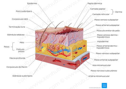 Integumentary system (Portuguese)