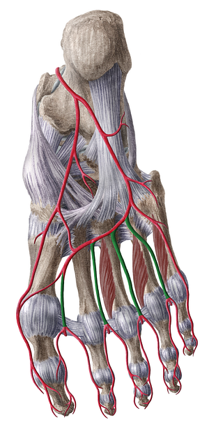 Plantar metatarsal arteries (#1174)