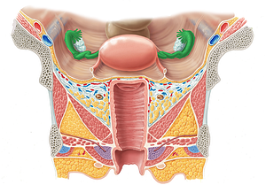 Uterine tube (#9683)