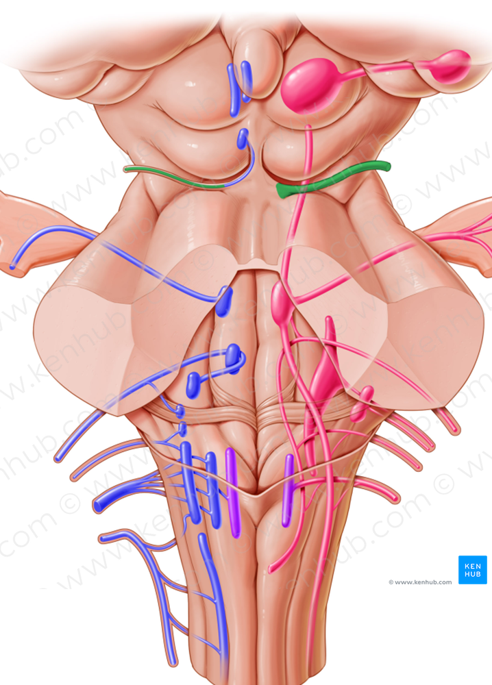 Trochlear nerve (#6848)