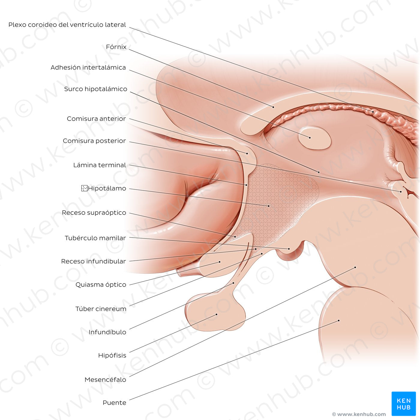 Hypothalamus: relations (Spanish)