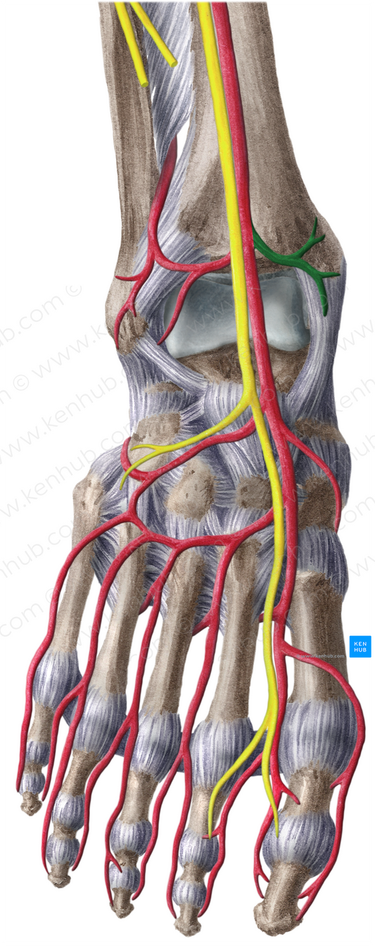 Anterior medial malleolar artery (#1486)