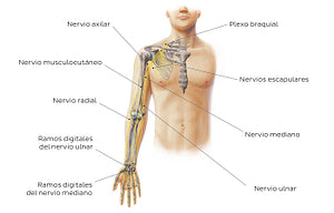Main nerves of the upper limb - anterior (Spanish)