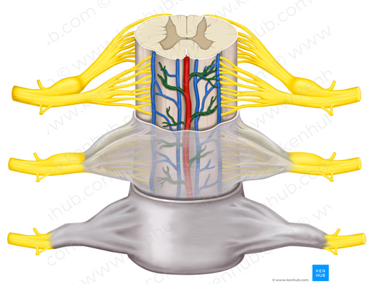 Vascular plexus of pia mater (#8053)