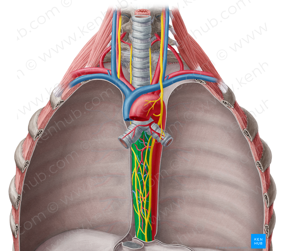 Thoracic part of esophagus (#7808)