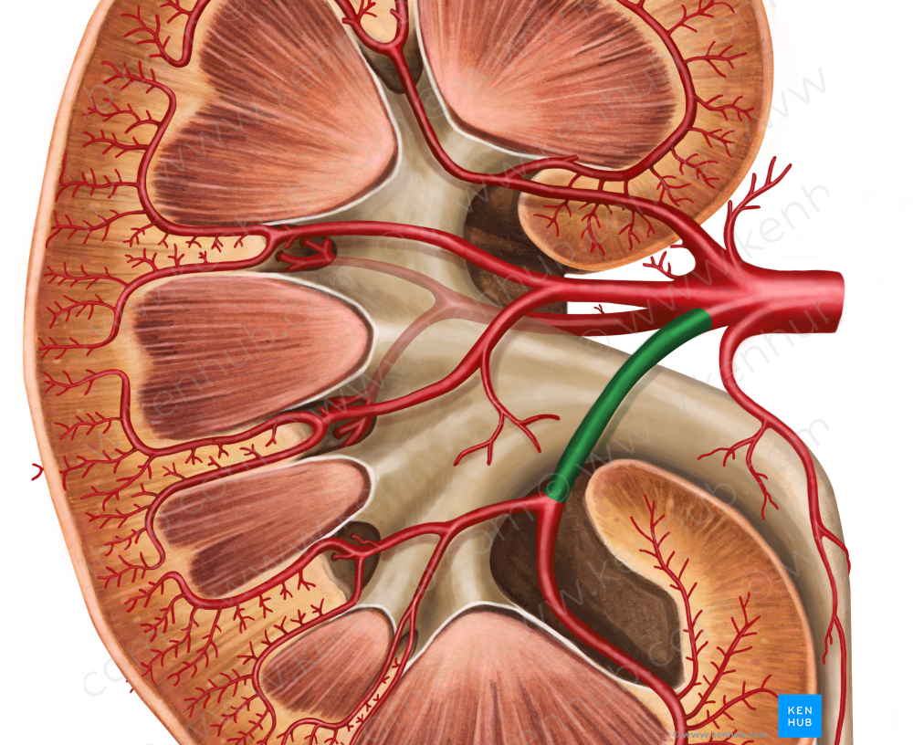 Inferior segmental artery of kidney (#1770)