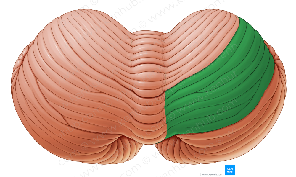 Posterior quadrangular lobule of cerebellum (#4770)