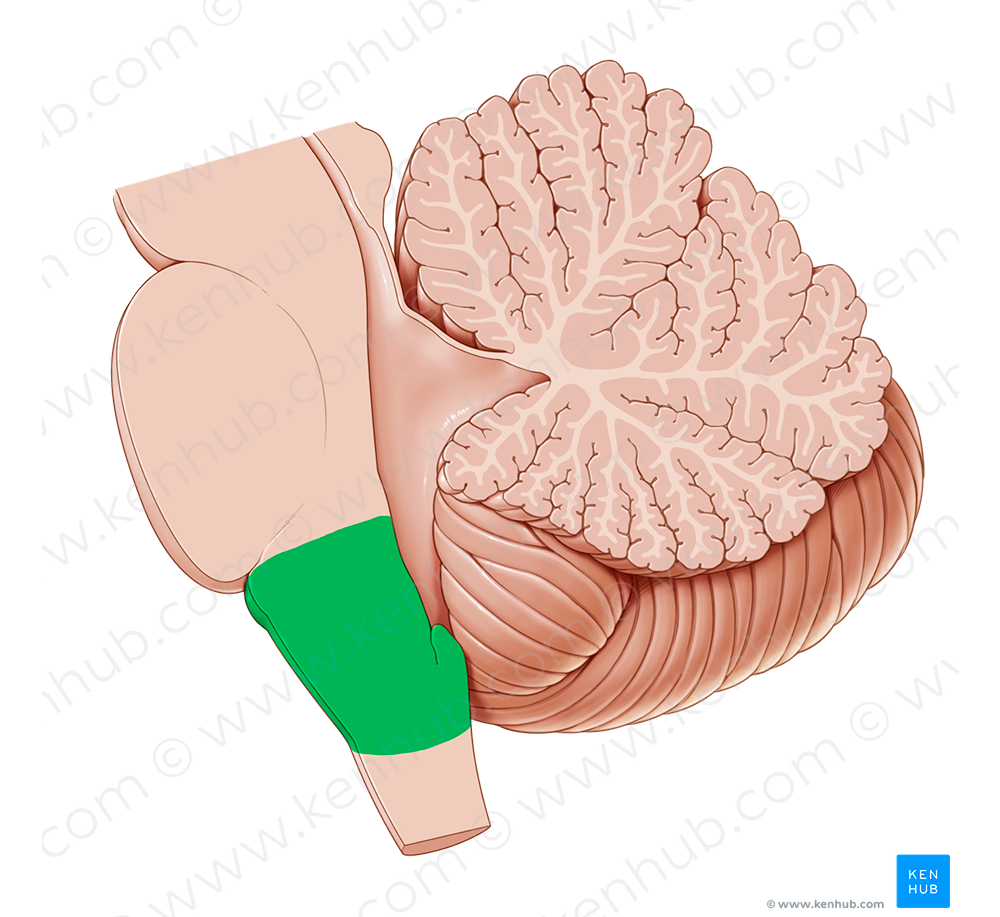 Medulla oblongata (#5006)