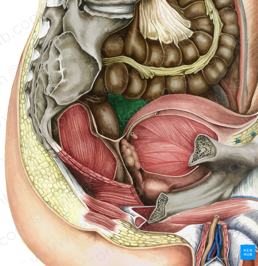 Rectovesical pouch (#3427)