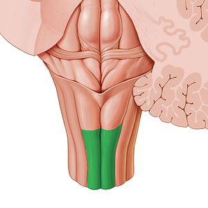 Gracile fasciculus (#3601)