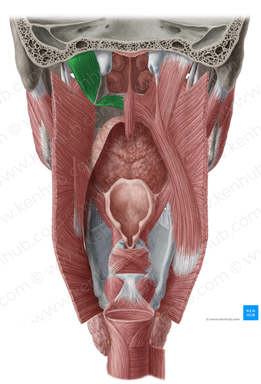 Tensor veli palatini muscle (#18892)