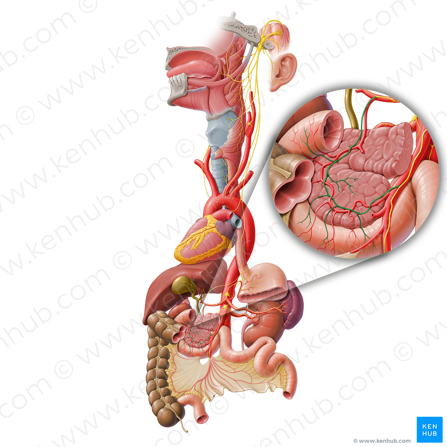 Pancreatic plexus (#8019)