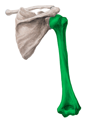 Humerus (#4251)