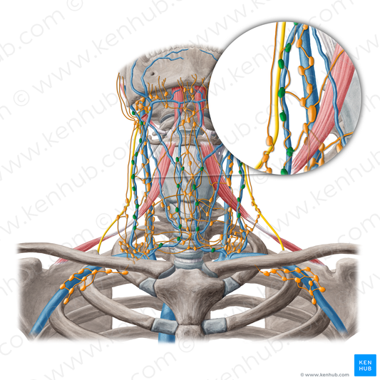 Superficial cervical lymph nodes (#6932)