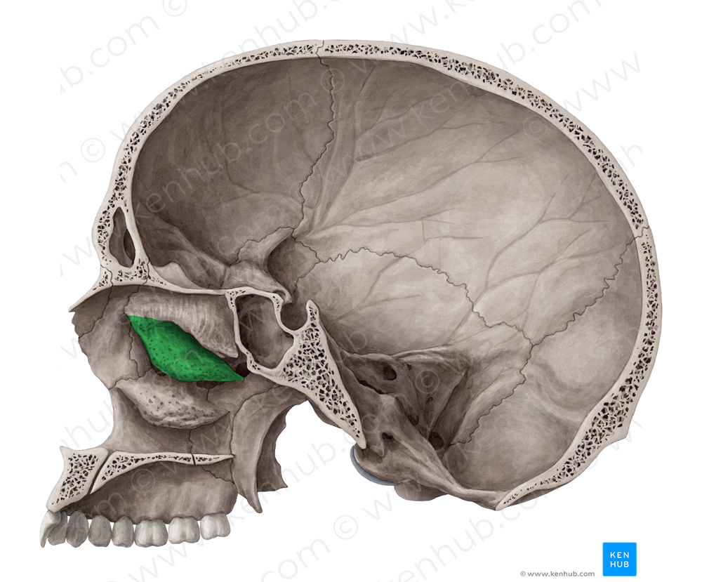 Middle nasal concha of ethmoid bone (#2794)