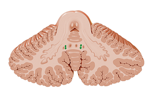 Globose nucleus (#7206)