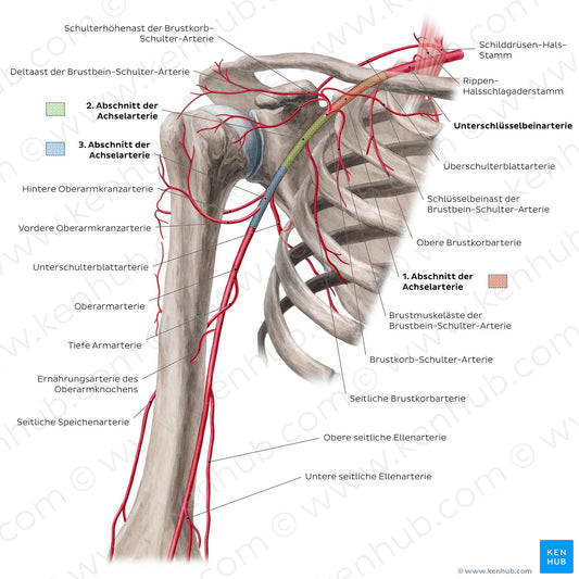 Arteries of the arm and the shoulder - Anterior view (German)