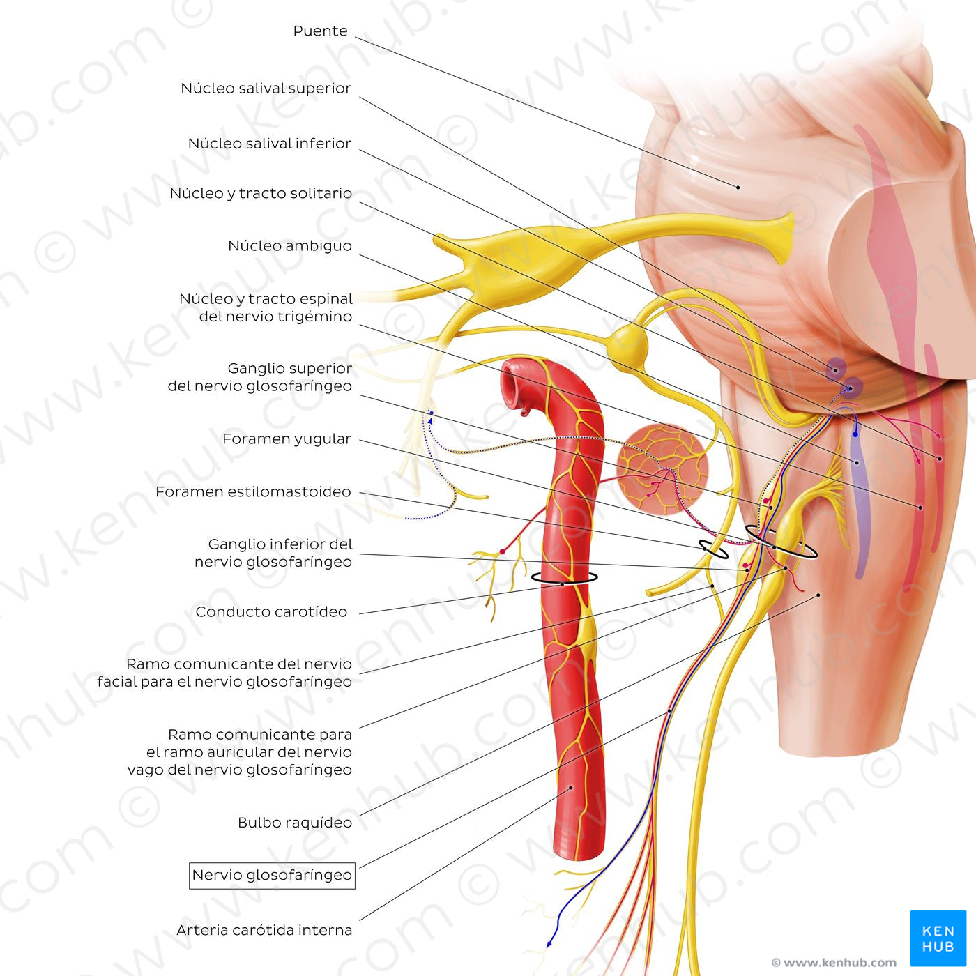 Glossopharyngeal nerve (origin and proximal branches) (Spanish)