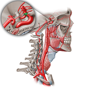 Ophthalmic part of internal carotid artery (C6) (#19561)