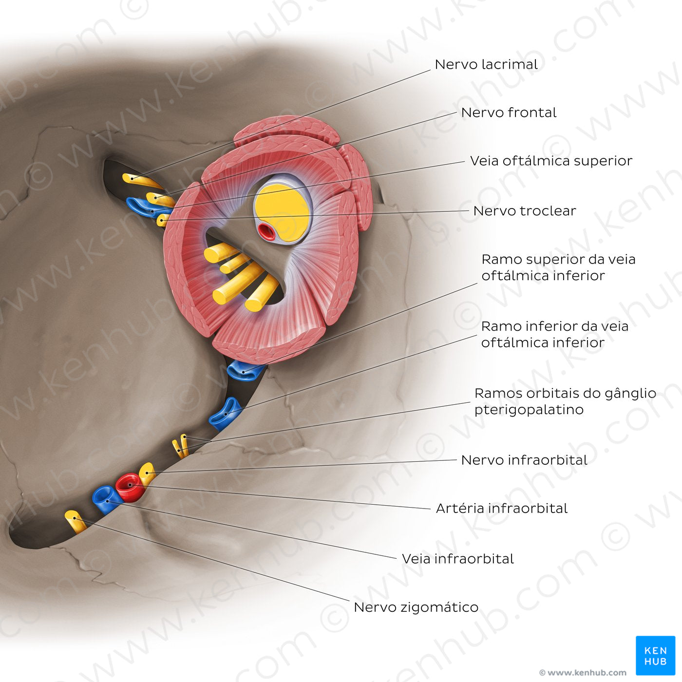 Superior and inferior orbital fissures: Neurovasculature (Portuguese)