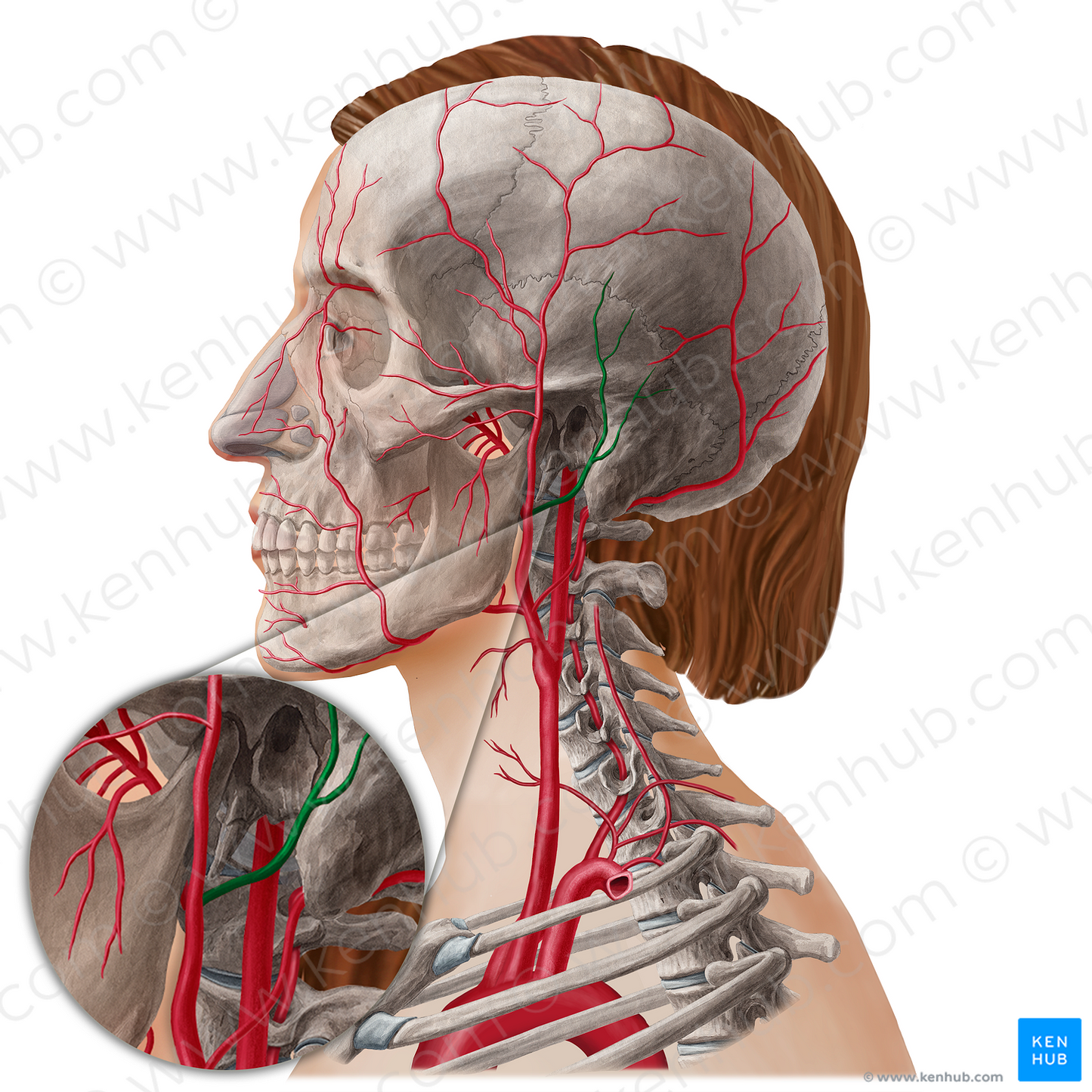 Posterior auricular artery (#21802)