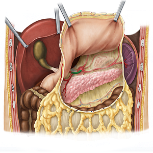 Common hepatic artery (#1330)