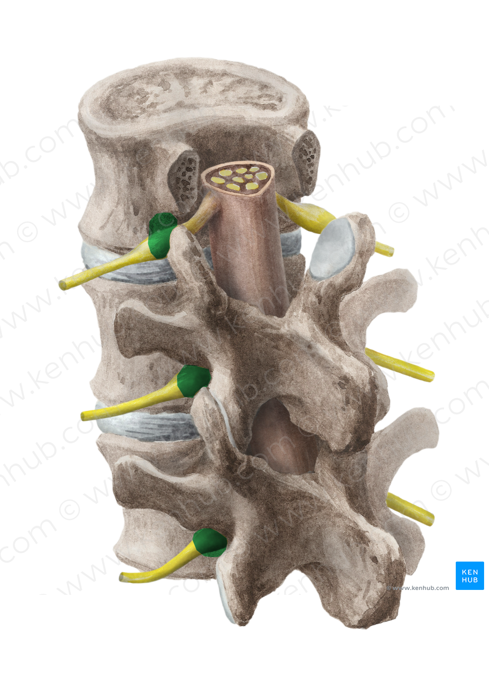 Intervertebral foramen (#3740)