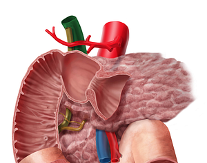 Hepatic portal vein (#10482)