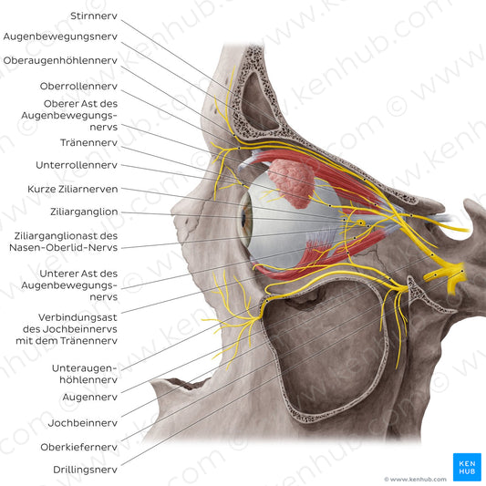 Nerves of orbit (Lateral view: eyeball in situ) (German)