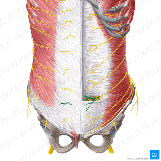 Anterior cutaneous branch of subcostal nerve (#21577)