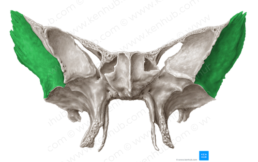 Temporal surface of greater wing of sphenoid bone (#3556)