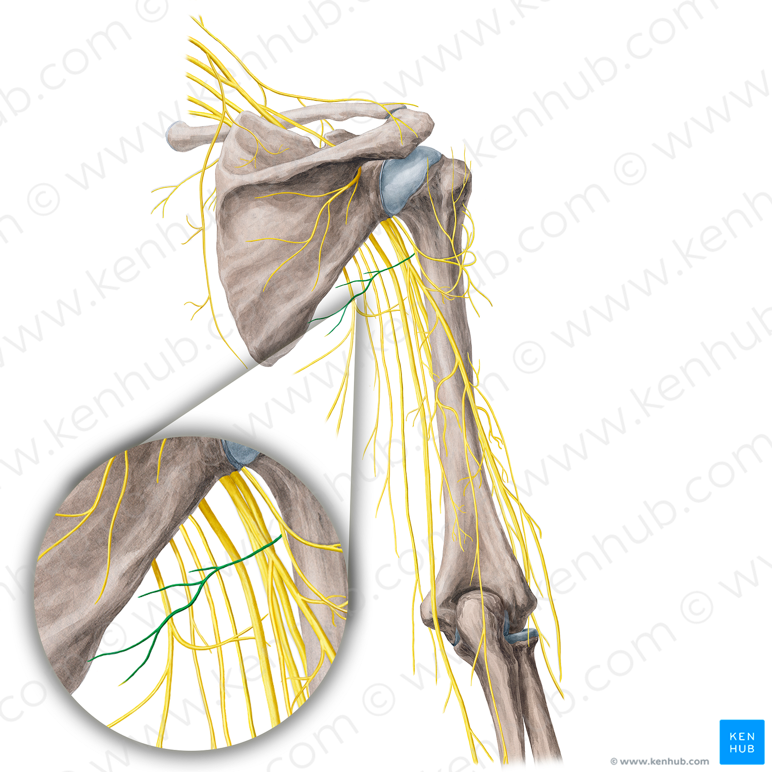 Nerve to teres minor muscle (#21762)