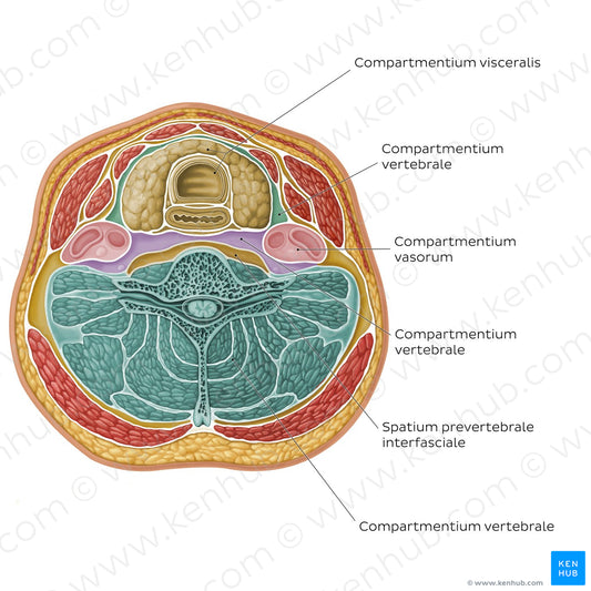 Compartments and spaces of the neck (Latin)