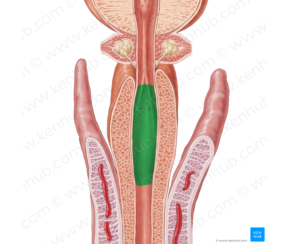 Ampulla of urethra (#635)