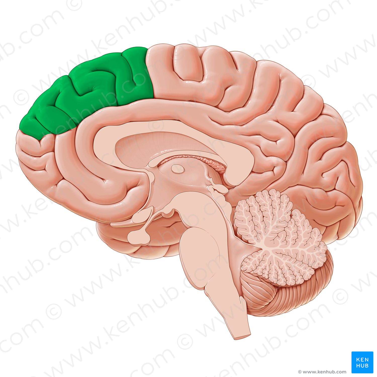 Dorsomedial prefrontal cortex (#20331)