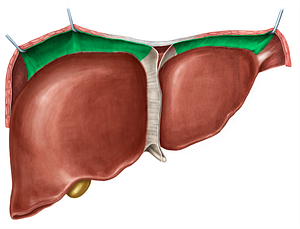 Anterior part of coronary ligament of liver (#4508)
