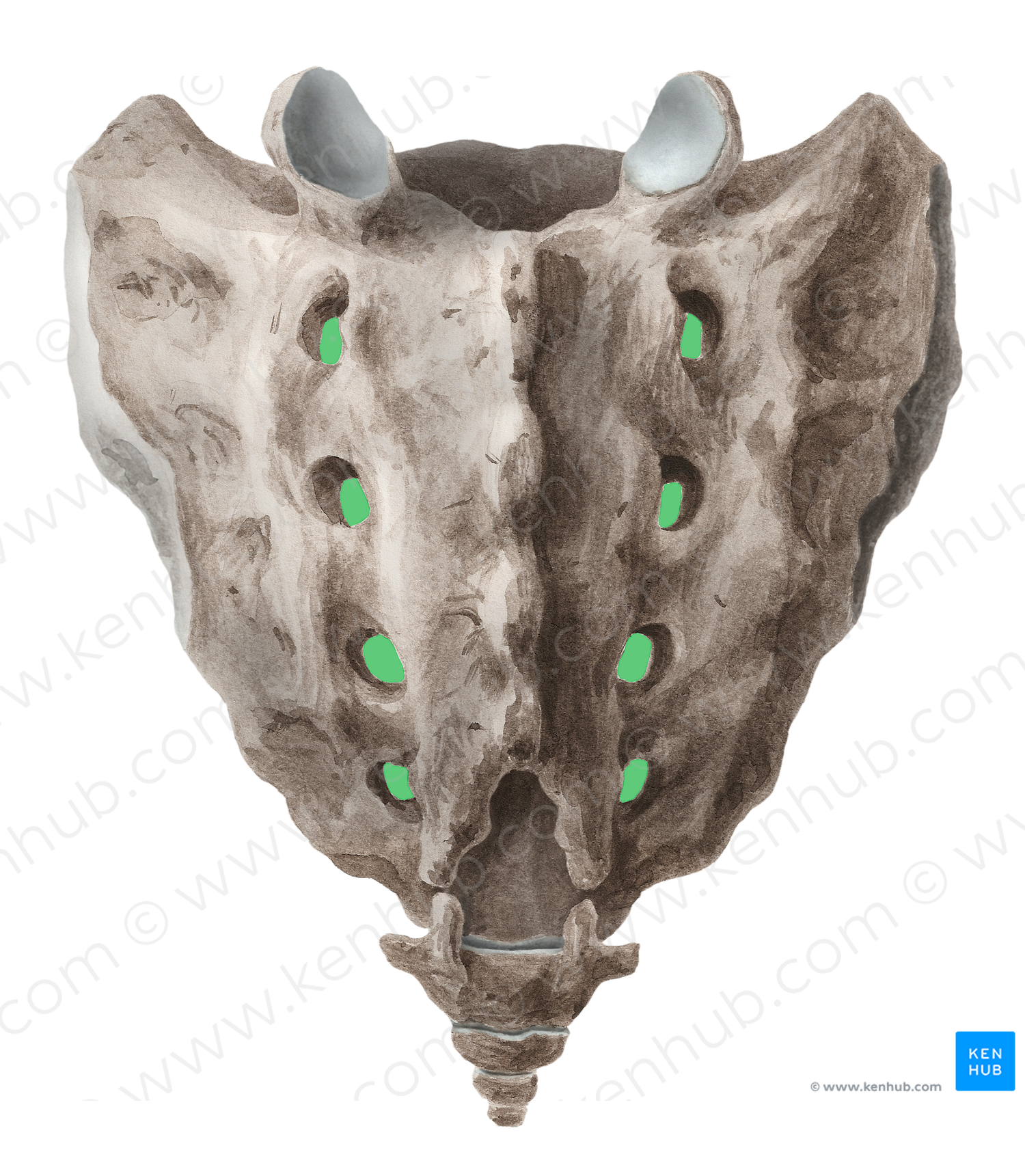 Anterior sacral foramina (#21829)