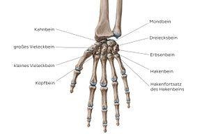 Carpal bones (German)